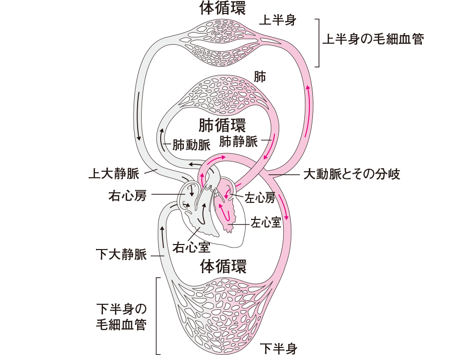 肺循環と体循環